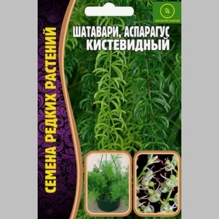 Шатавари кистевидный (аспарагус) (большой пакет)