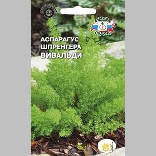 Аспарагус Вивальди (Шпренгера)