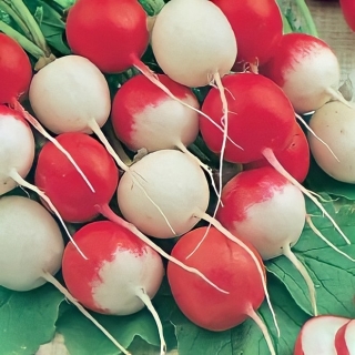 Редис Ассорти Ранних сортов