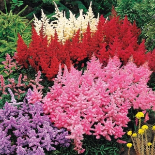 Астильба Шоу Стар (Арендса)