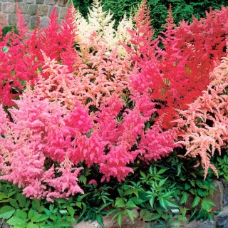 Астильба Арендса Смесь окрасок