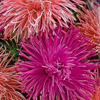 Астра Алиса смесь