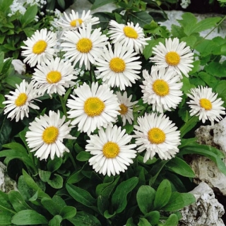 Астра Ажурная ромашка (альпийская)