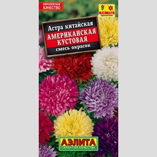Астра Американская кустовая смесь