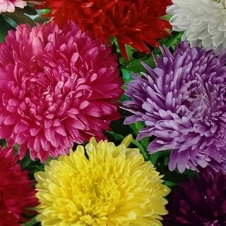 Астра Американская кустовая смесь