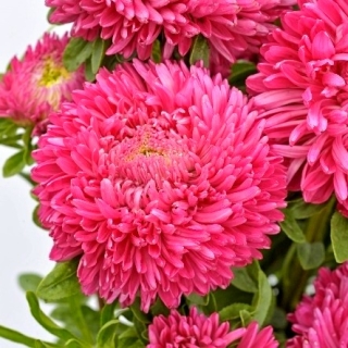 Астра Баллон Кармин