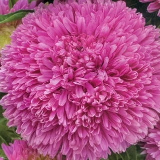 Астра Баллон Розовый