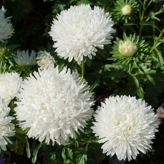 Астра Баллон Белый