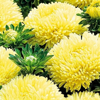 Астра Баллон Желтый