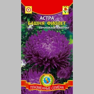 Астра Башня Фиолет