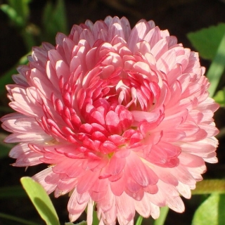 Астра Башня Лососевая