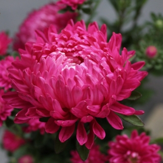 Астра Башня Вишнево-розовая