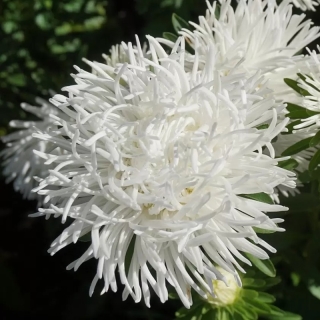 Астра Белое безмолвие