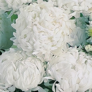 Астра Букетная Белая