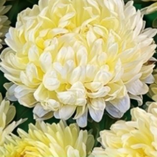 Астра Букетная Желтая