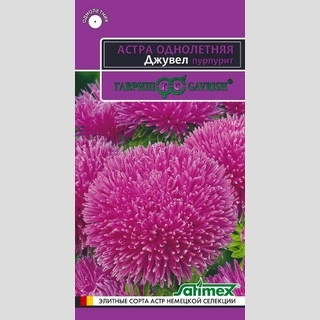 Астра Джувел Пурпурит