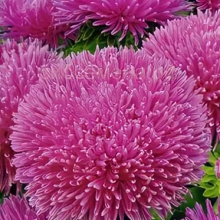 Астра Джувел Пурпурит