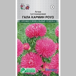 Астра Гала Кармин Роуз