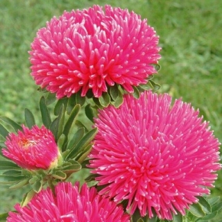 Астра Гала Кармин Роуз