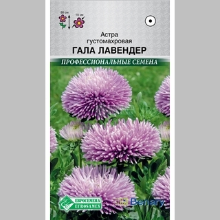 Астра Гала Лавендер