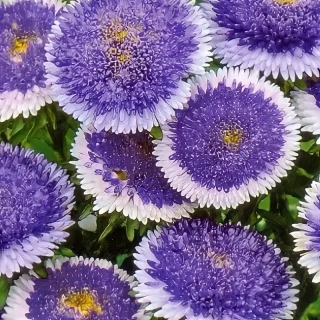 Астра Голубая луна