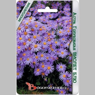 Астра Виолет Блю Голубоватая (альпийская)