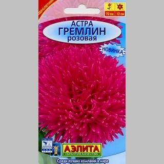 Астра Гремлин розовая