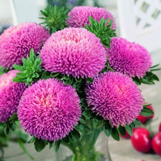 Астра Хризантелла Люби меня Нежно