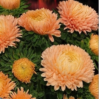 Астра Хризантелла Золотая осень