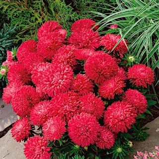 Астра Внученька Катюша