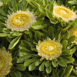 Астра Hulk китайская (большой пакет)