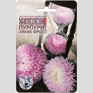Астра Хамелеон селект Пурпурит Лилак Фрост