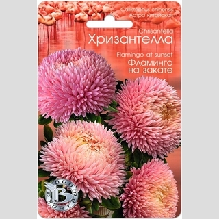 Астра Хризантелла Фламинго на закате