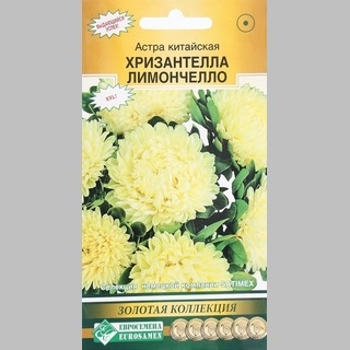 Астра Хризантелла Лимончелло