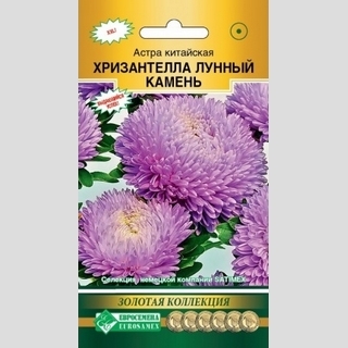 Астра Хризантелла Лунный Камень