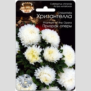 Астра Хризантелла Призрак оперы