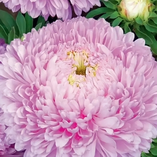 Астра Хризантелла Розовый восторг