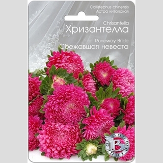Астра Хризантелла Сбежавшая невеста