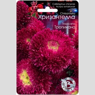 Астра Хризантелла Тропикана