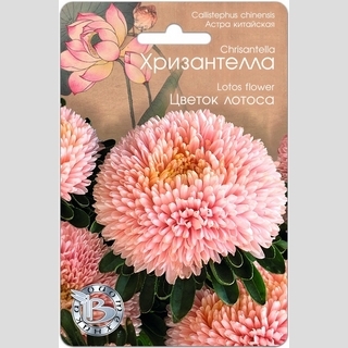 Астра Хризантелла Цветок Лотоса