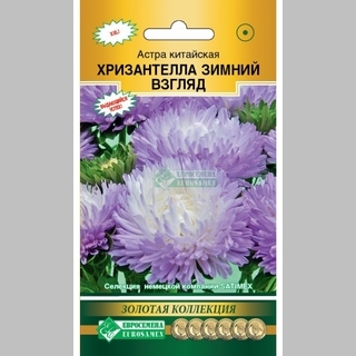 Астра Хризантелла Зимний Взгляд
