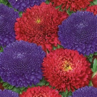 Астра Королева смесь