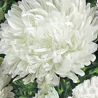 Астра Королевский размер Белая