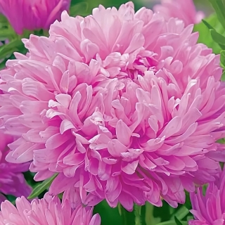 Астра Королевский размер Розовая