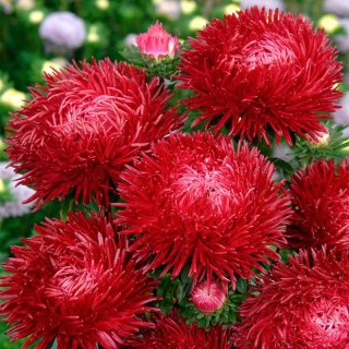 Астра Краллен Ангора