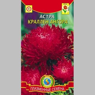 Астра Краллен Ангора