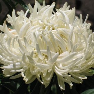 Астра Краллен Ориент