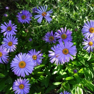 Астра Лазоревая (альпийская) (большой пакет)