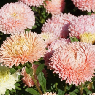 Астра Леди Коралл шамоа