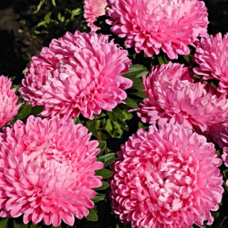 Астра Леди Коралл светло-розовая